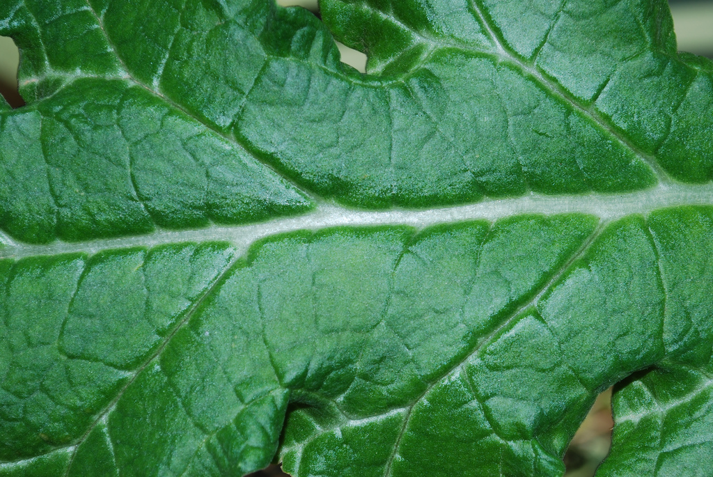 معرفی گیاهان - آرتیشوی خاردار